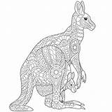 Kangaroo Zentangle Stylized Coloring Adult Australian Freehand Clipart Fotosearch Print sketch template