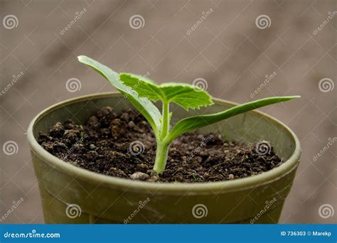 Seedlings In Pots Stock Image Image Of Lush Green Growth