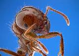 Photos of Vinegar Fire Ants