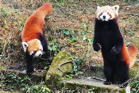 Panda Volunteer Program Volunteer With Pandas In China 2023
