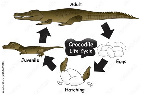 Crocodile Life Cycle Infographic Diagram Showing Different Phases And