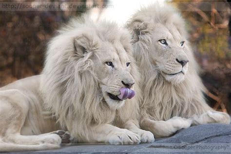 Pair Of White Lions Majestic Animals Rare Animals Animals And Pets