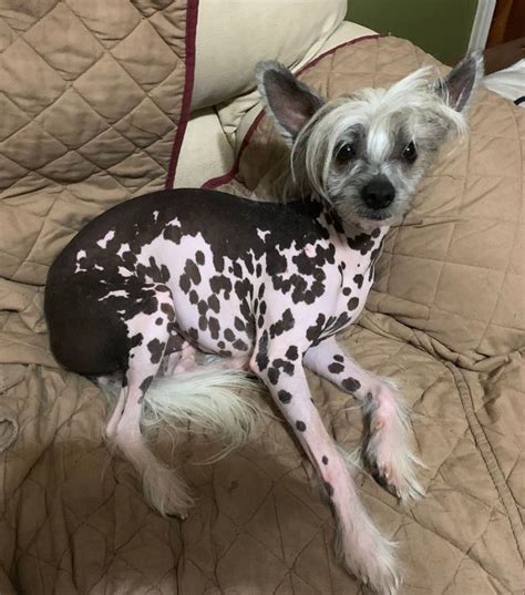 A Small Dog With Spots On Its Coat Sitting On A Bed Looking At The Camera