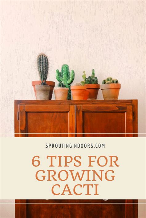 Growing, caring for and propagating echinopsis pachanoi is fun and rewarding, for beginners and experienced cacti growers alike. 6 Tip for Growing Beautiful Cacti in 2020 | Cactus care ...