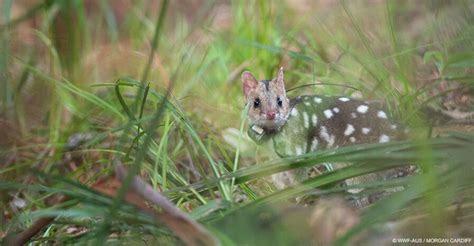 Eastern Quolls Are Back From Extinction And Are Living Wild On