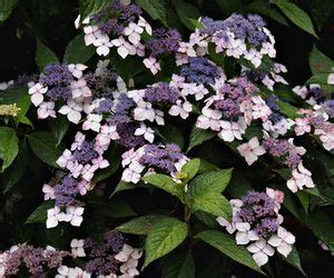 We did not find results for: Shade-Tolerant Perennial Vines | Hunker | Climbing flowers ...