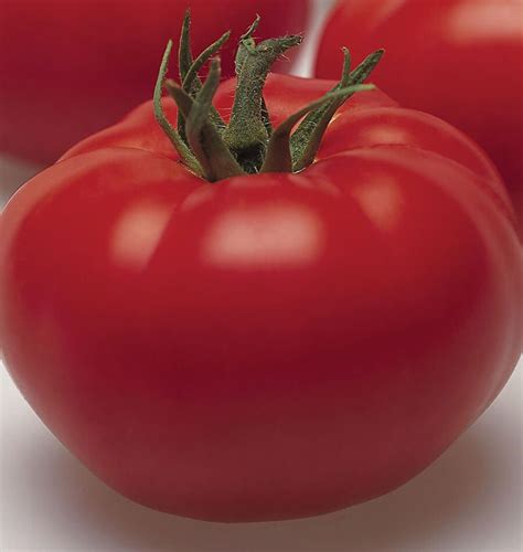 Arbason Beefsteak Organic Tomato Seeds West Coast Seeds Seedlings Sale