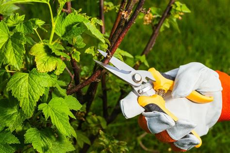 Pruning Currants When And How Plantura