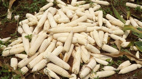 Water Efficient Maize For Africa Wema Rural Outreach Africa