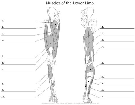 Leg muscle anatomical structure, labeled front, side and back view diagrams. Lower Leg Muscle Diagram Blank Sketch Coloring Page ...