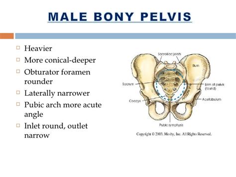 Thorax And Abdomen And Pelvis
