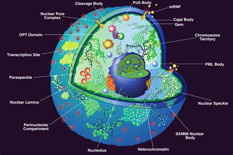 Anatomy Of Plants Plant Cell Biology Mansionlabs Com Plant Cell Model Biology Supplies A