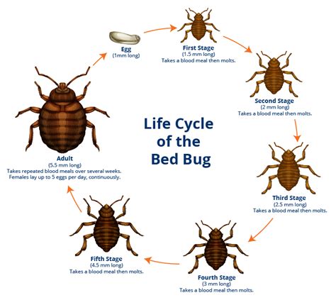 everything you need to know about bed bugs erectile doctor