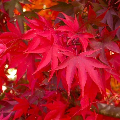 How To Grow Japanese Maples • The Garden Glove Japanese Red Maple