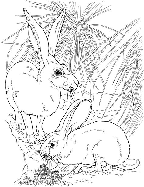 Coloring pages for kids rabbits (bunnies) coloring pages. Free Rabbit Coloring Pages