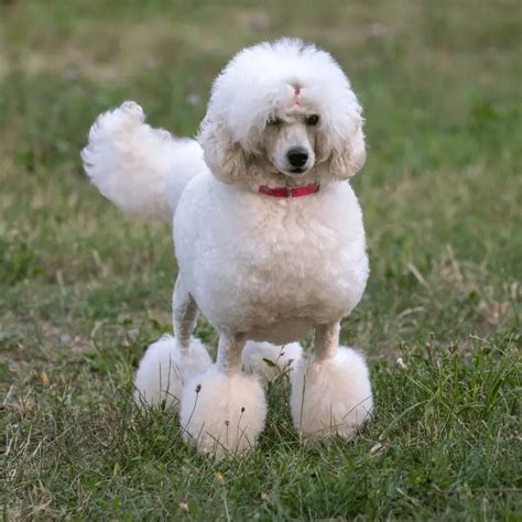 About The Breed Poodle Highland Canine Training Ph