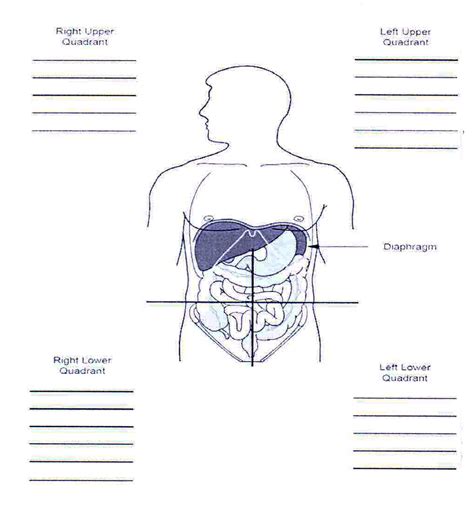 Human Body Quadrants Diagram