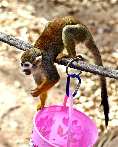 Squirrel Monkey Squirrel Monkey Genus Saimiri 15challe Flickr