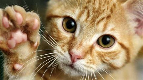 Why Cats Claw Cat Behavior • Angies Diary
