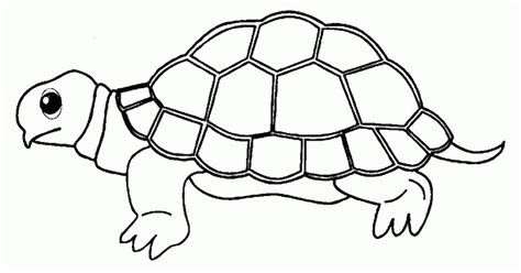 15 Contoh Gambar Kolase Hewan Kura Kura Contohgambar - vrogue.co