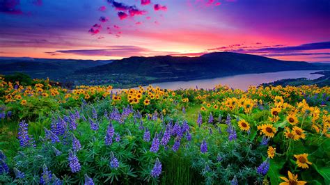Landscape Of Yellow Flowers And Blue Mountain Lake Hills