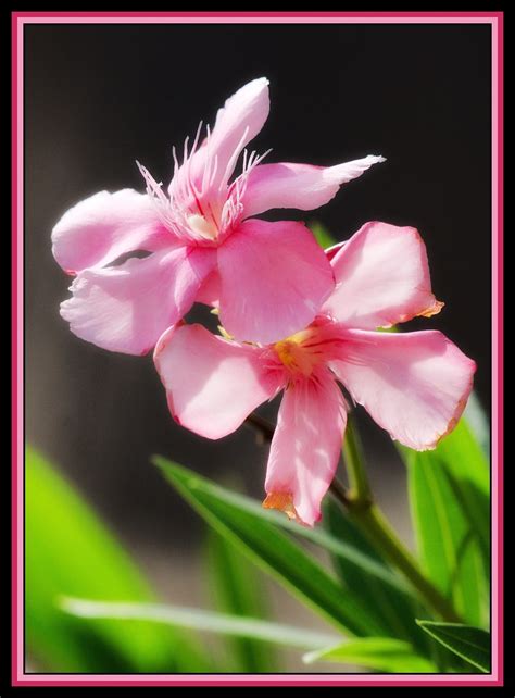 Nerium Oleander At Afrikiko Ghana Pretty Pink Flowers Han Flickr