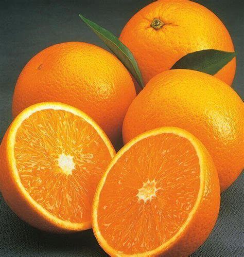 Valencia Orange Fresh Valencia Orange Top Quality Orange Egypt E