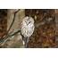 Bird White Owl Wallpaper  HD Wallpapers