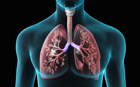 Beberapa jenis penyakit paru yang jamak diderita yakni asma, bronkitis, emfisema, pneumonia, kanker, sarkoidosis, fibrosis paru, tbc paru, sampai penyakit paru obstruktif kronik. 9 Tanda Rusaknya Organ Paru-paru Anda - Arbamedia.com