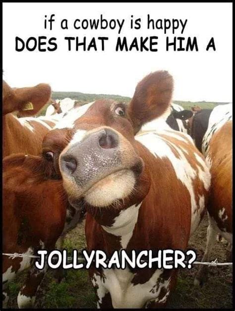 Pin By Ann Dugas On Cows Funny Animal Jokes Cows Funny Funny