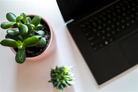 Laptop Plant Desk Free Photo On Pixabay Pixabay