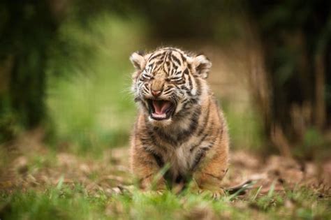 Gambar Anak Harimau Comel Tigerwelpen Yura Akbar