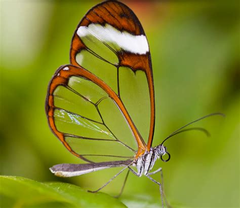 La mariposa de cristal es también conocida como Espejitos ya que
