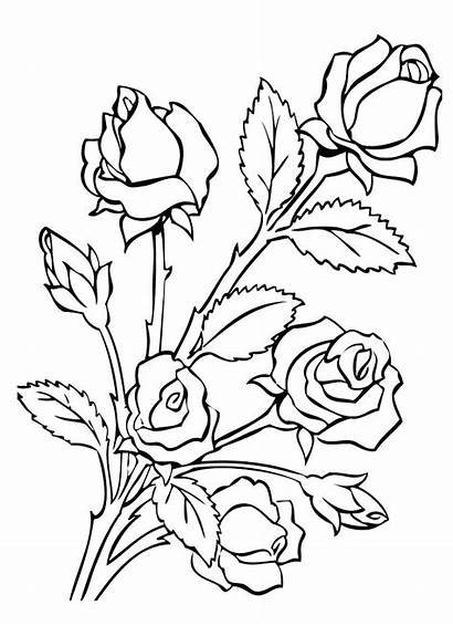Roses Coloring Pages Bunch Flower Rose Adult