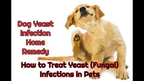How Can I Treat My Dogs Yeast Infection At Home