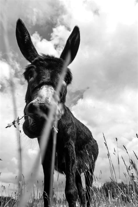 Donkey Grazing In Field Day Stock Photo Image Of Farmland Monochrome