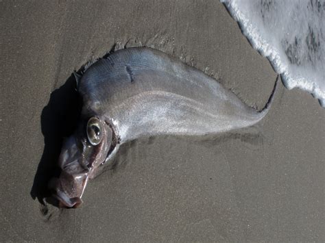 Oarfish Life Of Sea