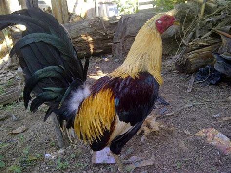 Cakupan pengiriman :jual ayam bangkok filipine. Gambar Ayam Philipin Ninja : Ayam Philipin Segel - loves-kiwi