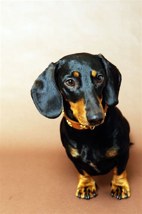 A Small Black And Brown Dog Sitting On Top Of A Tan Floor Next To A Wall