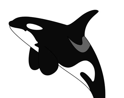 Orca Svg Free Free Png Download Orca Clipart Png Photo Png Images