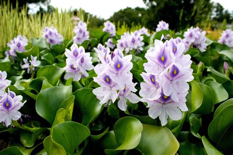 Common Water Hyacinths Eichhornia Crassipes Montréal Botanical Garden