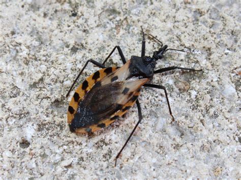 Deadly Kissing Bugs Chagas Disease In Illinois 5 Things To Know