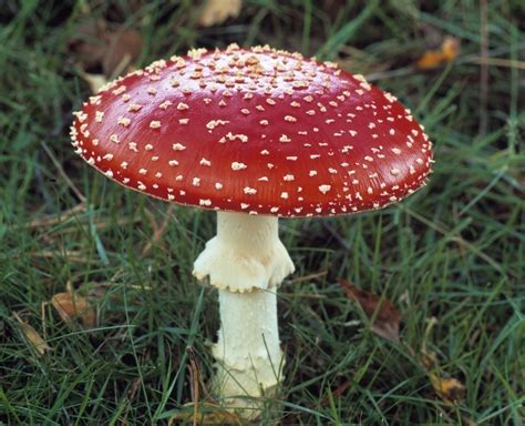 Fungi Microbiology Online