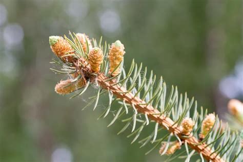 Picea Pungens `glauca` Blue Spruce Buds Stock Image Image Of Park