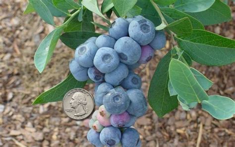 Buy Titan Blueberry Plant For Sale Online From Wilson Bros Gardens