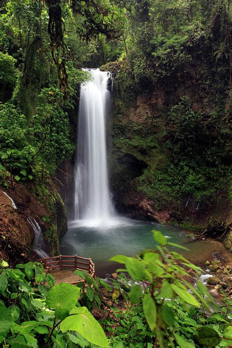 Rainforest Waterfall By Mlorenzphotography
