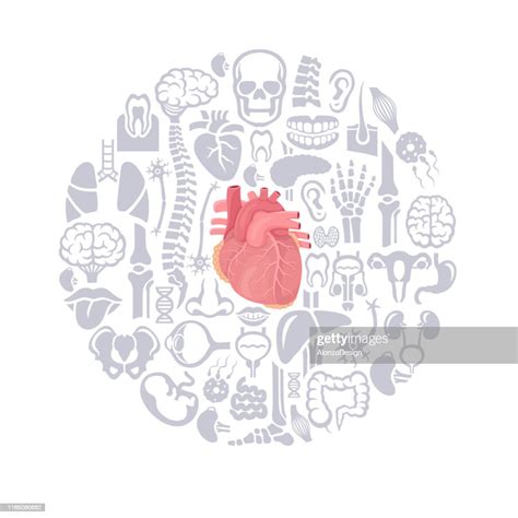 Human Heart Design Vector High Res Vector Graphic Getty Images