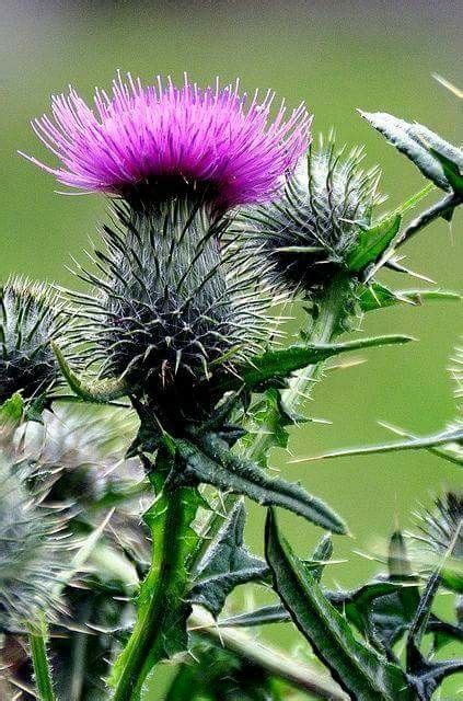Whistle Scotlands Flower Travel Scotland Land Of My Ancestry