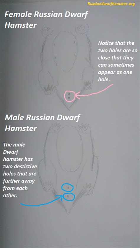 Russian Dwarf Hamster Sexing Male Or Female