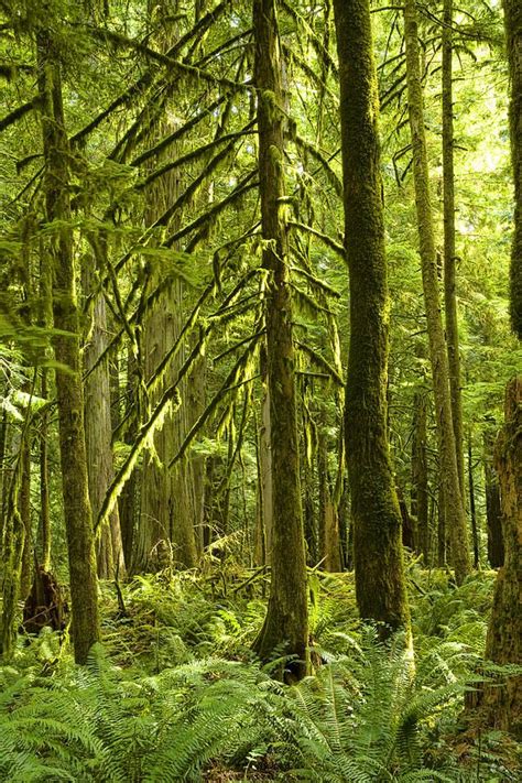Rain Forest On Vancouver Island By Randall Nyhof Vancouver Island